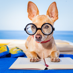 billede hund med briller og bog